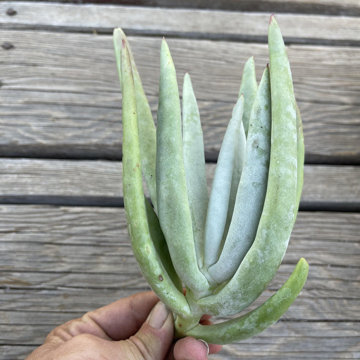 long finger succulent Succulent Cuttings - Unrooted Cotyledon 'Long Fingers'
