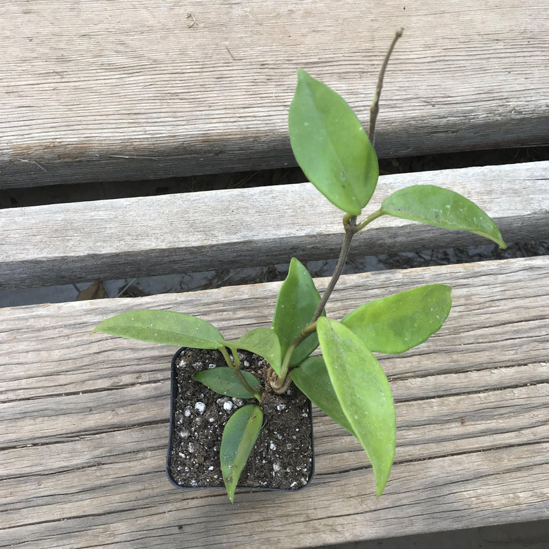 Hoya carnosa - 2.5" - Zensability
