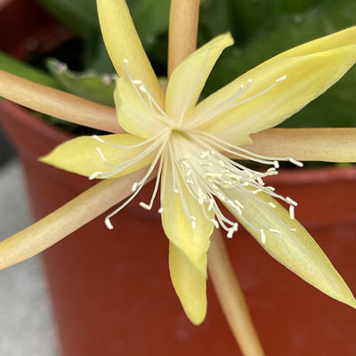 Cutting - Epiphyllum ‘Golden Orchid’ Cactus (4-5”) - Zensability