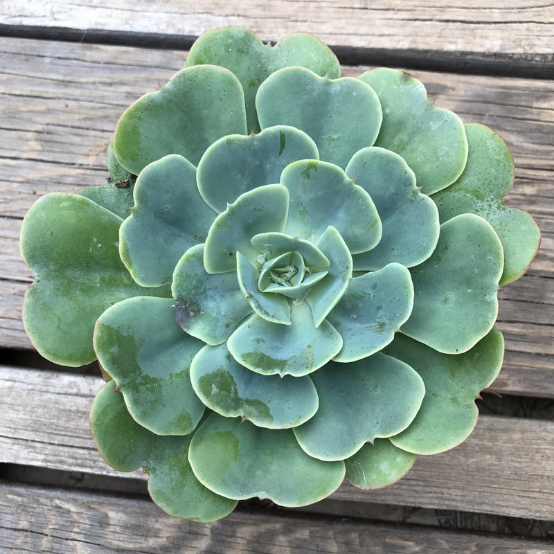 Echeveria &