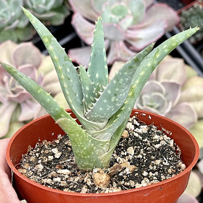 Aloe Arborescens ‘Candelabra Aloe' - 4” - Zensability