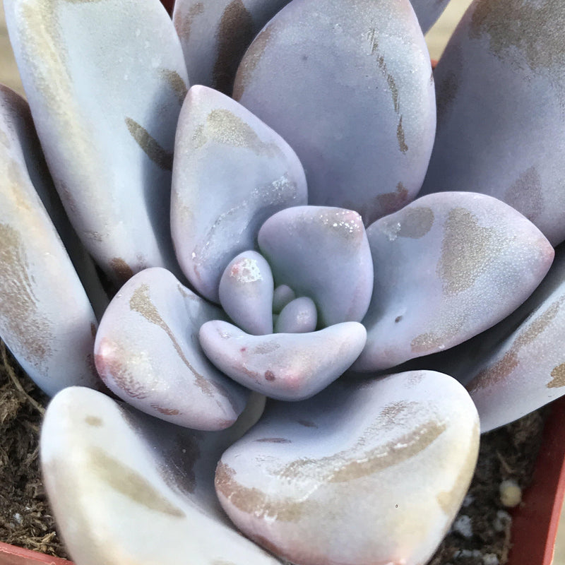 Graptopetalum pentandrum &
