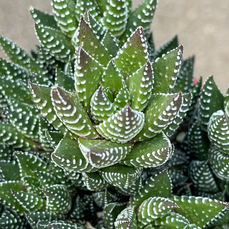 Haworthia coarctata - multi-head - 4” - Zensability