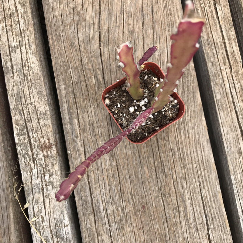 Lepismium cruciforme - rare pink cactus -2.5” - Zensability