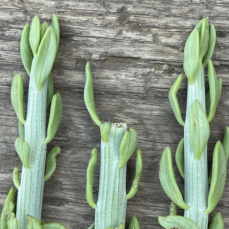 Cuttings - Senecio longiflorus &