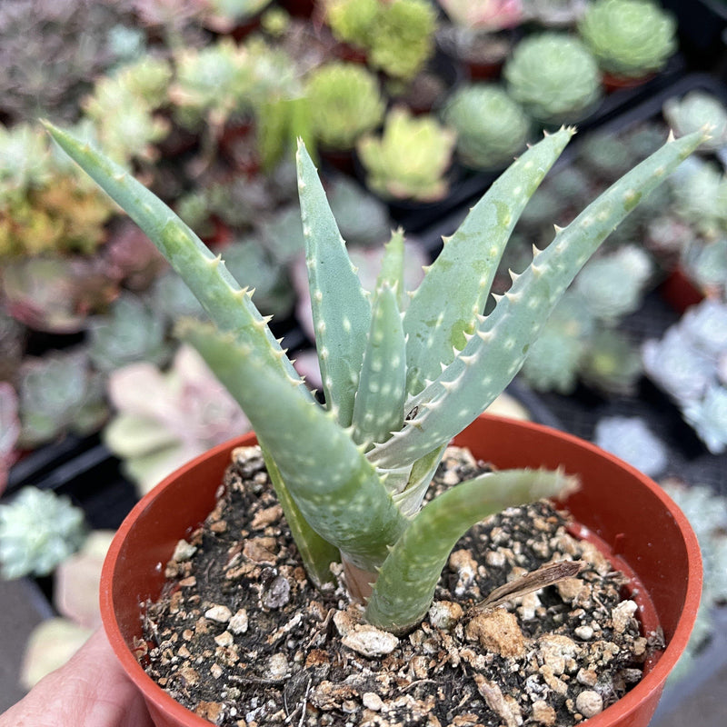 Aloe Arborescens ‘Candelabra Aloe&