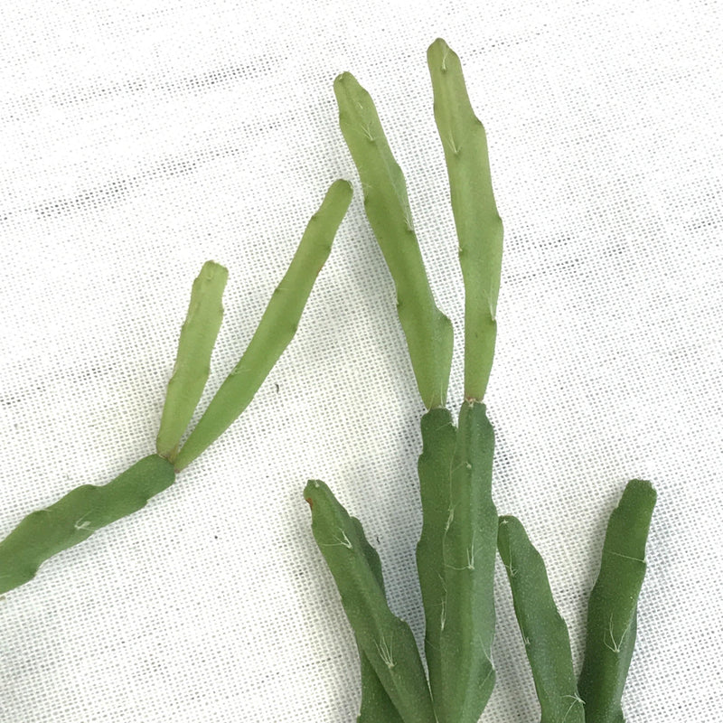 Cuttings of unrooted Rhipsalis sulcata, a live succulent plant that produces small stacking leaves with small spines along the margins. Offered by Zensability Plants, Succulents, Hoyas and more