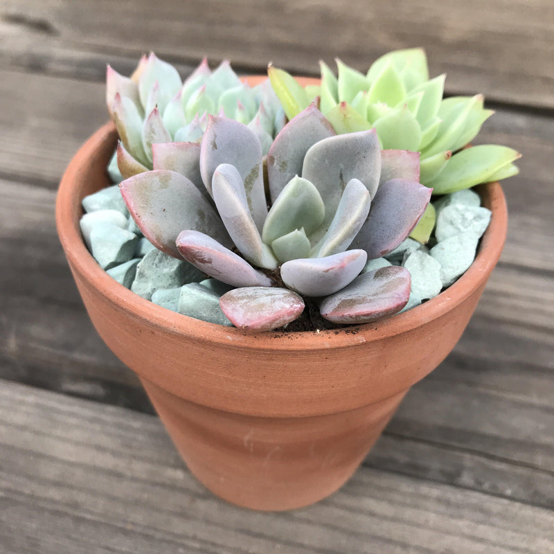 3 colorful rosette succulent plants growing in a 3-inch terracotta pot, from Zensability.