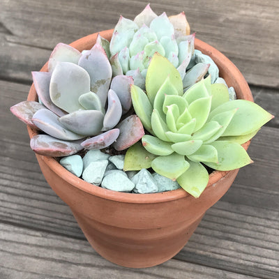 3 colorful rosette succulent plants growing in a 3-inch terracotta pot offered by Zensability. 