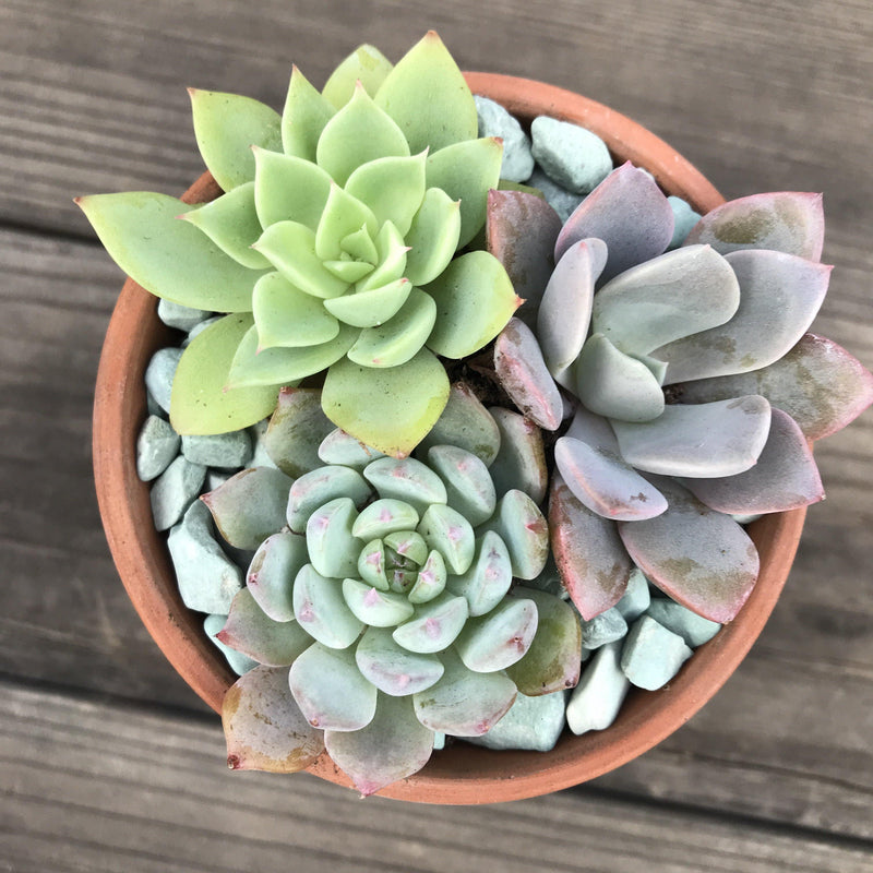 Top view of 3 colorful rosette succulent plants growing in a 3-inch terracotta pot.