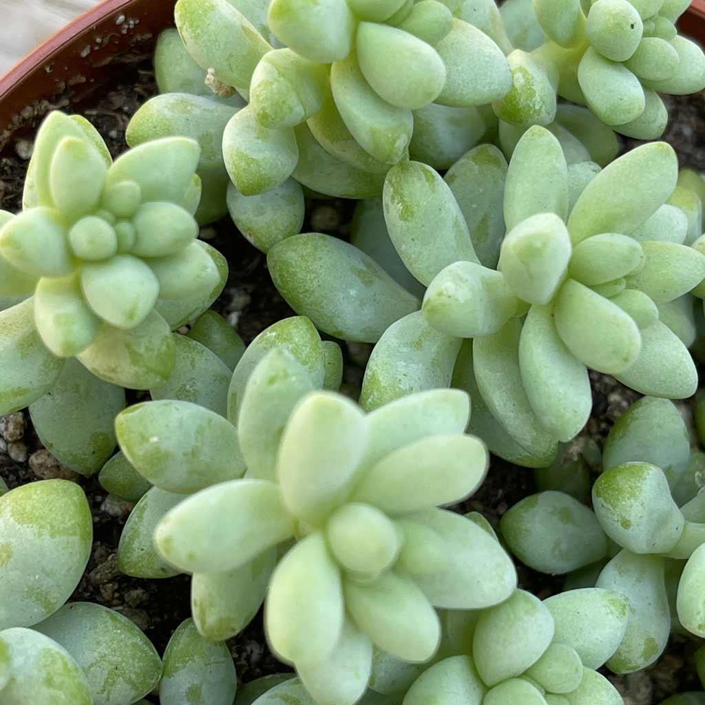 succulents like burro's tail Sedum morganium 'Burro's Tail' Succulent - Live Plant