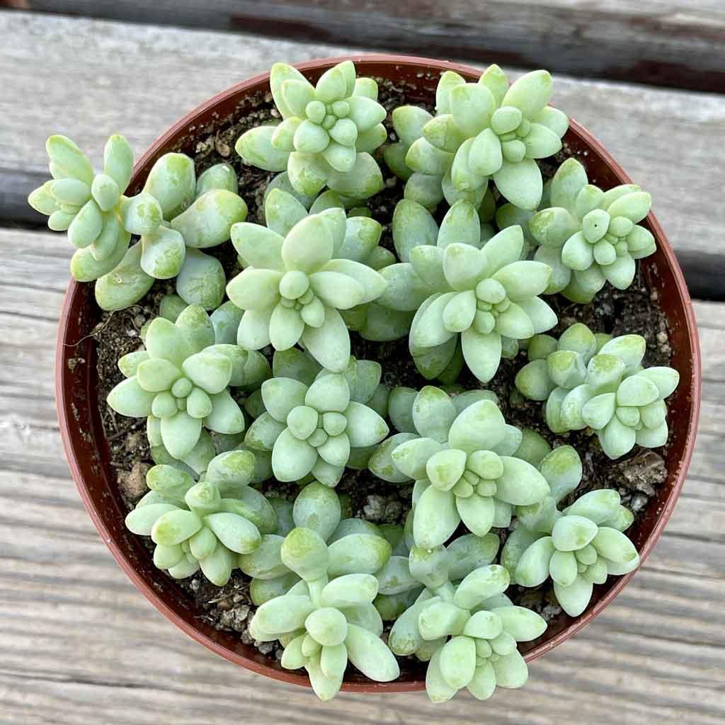 sedum burro's tail succulent Sedum morganium 'Burro's Tail' Succulent - Live Plant