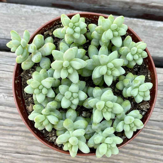 Sedum morganium 'Burro's Tail' - 2” and 4”