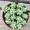 Sedum morganium 'Burro's Tail' - 2” and 4”