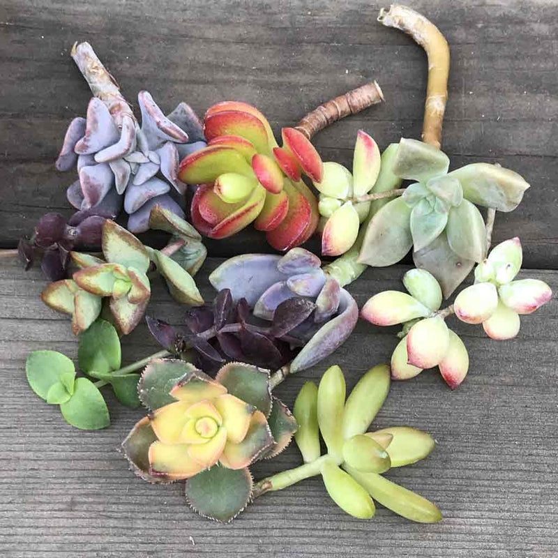 Cuttings - Colorful Succulent Mystery Variety (7) - Zensability