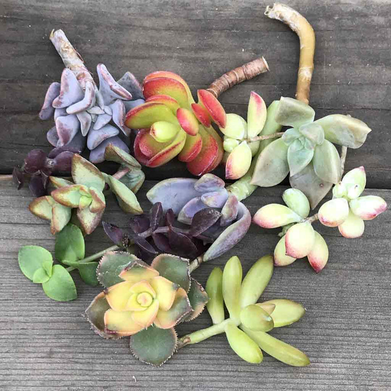 succulent variety CUTTINGS - Colorful Succulent Plant Mystery Variety