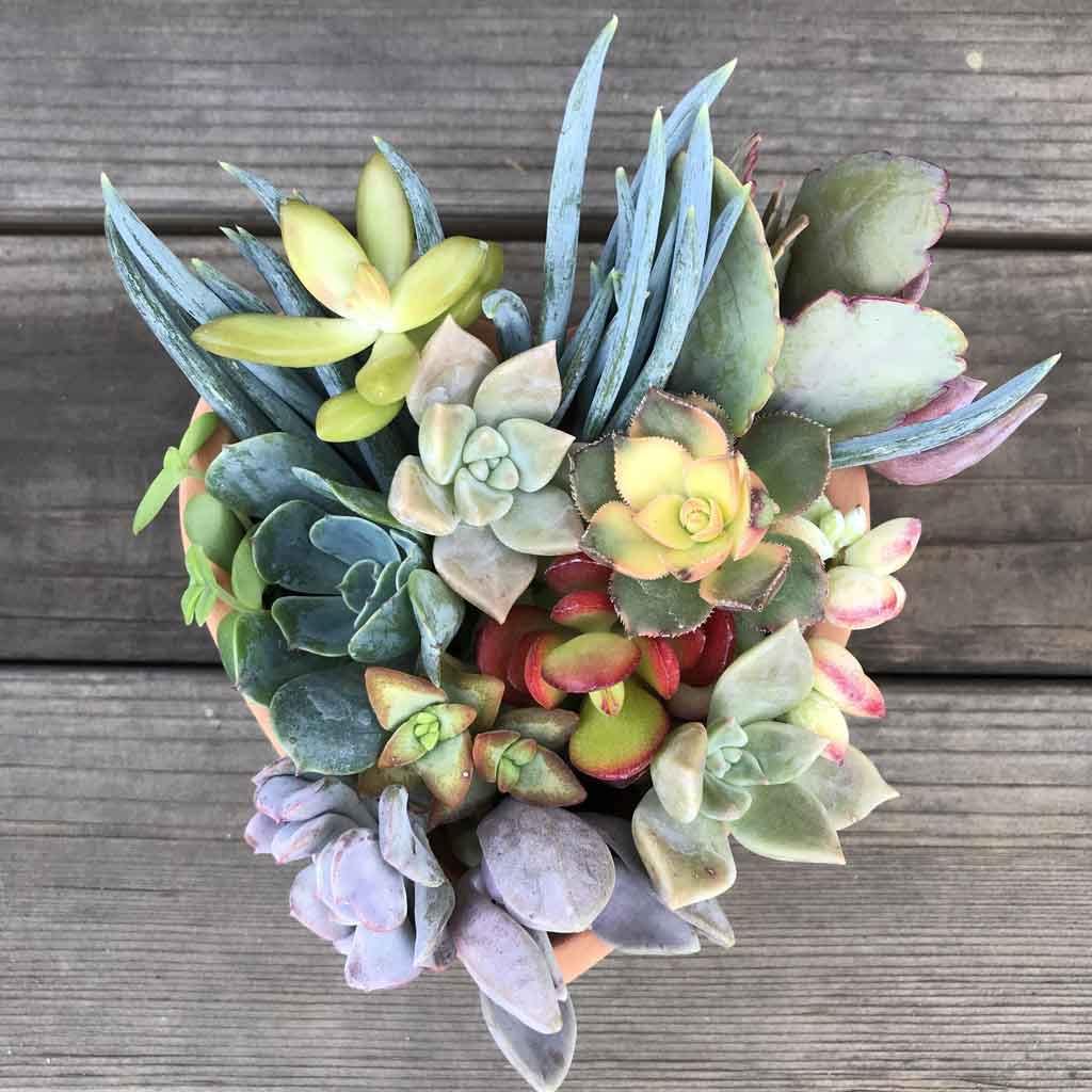 Cuttings - Colorful Unrooted Succulent Plant Clippings
