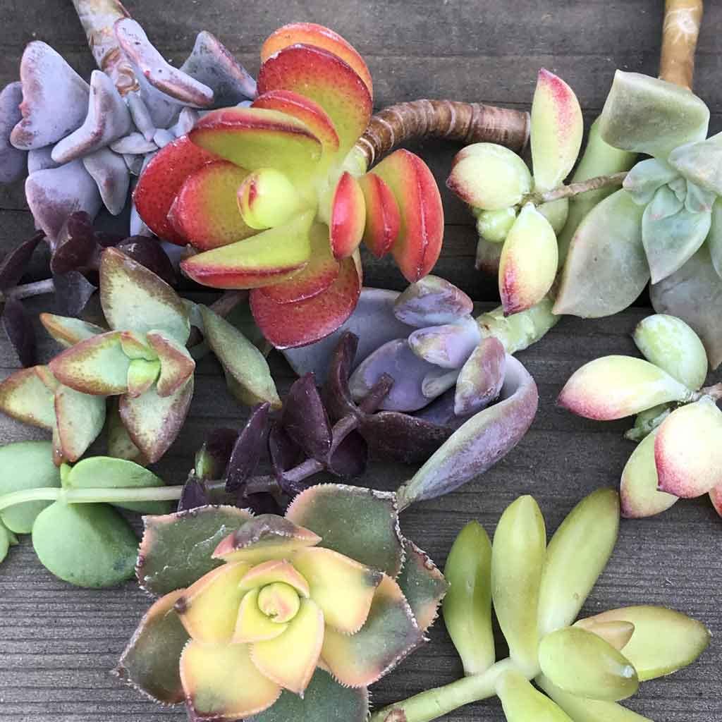 Cuttings - Colorful Unrooted Succulent Plant Clippings