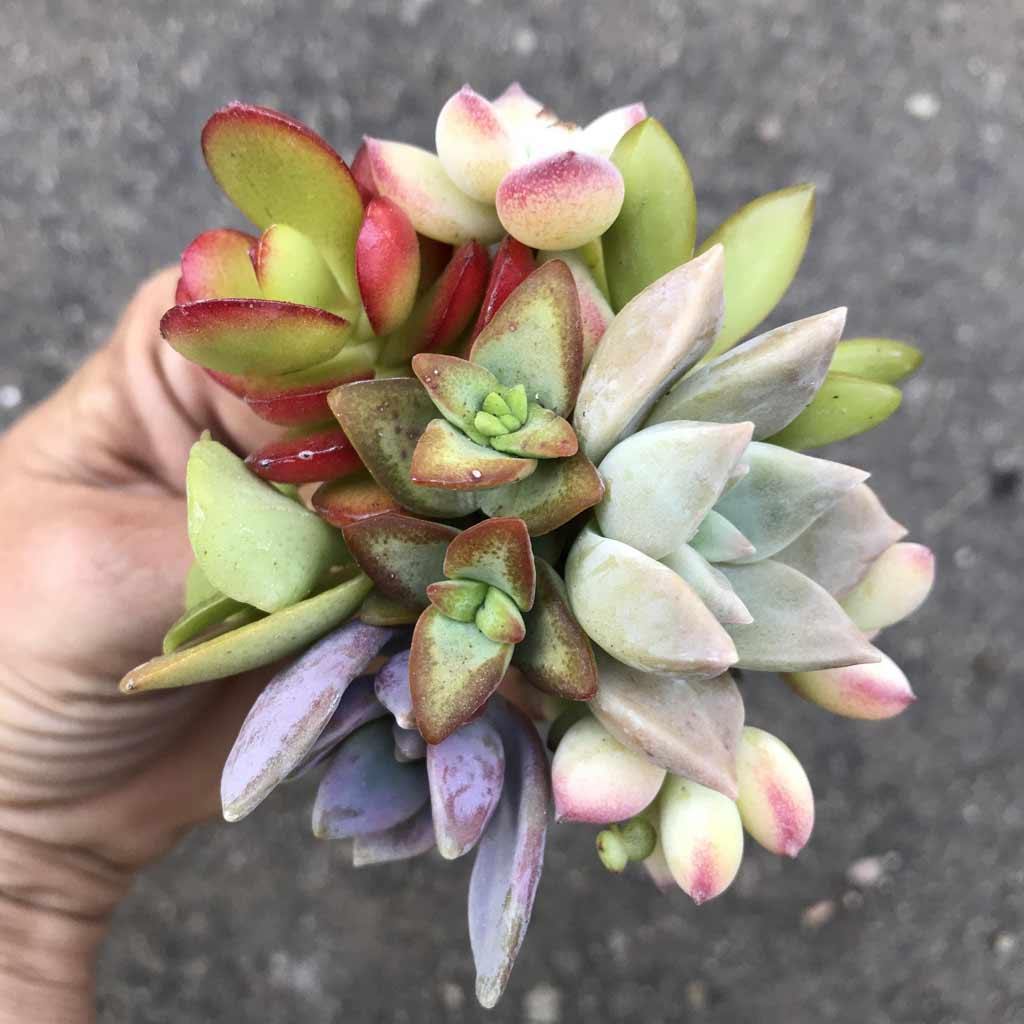 coloured succulents Cuttings